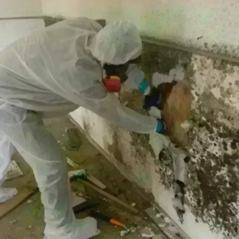 Mold Remediation and Removal in Kingston, RI